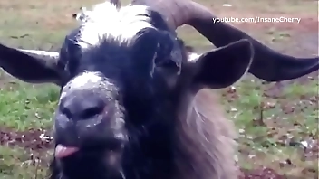 Skrillex & Damian Marley - Make It Bun Dem (a. Cover) [only a. sounds]