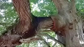 বিশ্বের বৈচিত্রময় ও অদ্ভুত কিছু গাছ যা দেখলে আপনি অবাক হবেন ।। Top Incredible Plants in The World